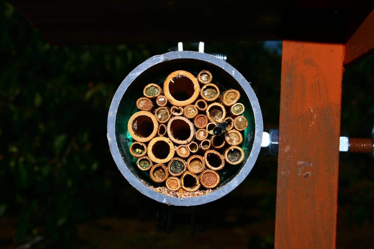 Una investigación de la Universidad de Salamanca revela que la disponibilidad de recursos hace que la abeja 'Osmia caerulescens' tenga más o menos hembras o machos