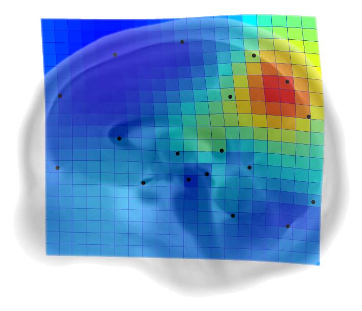 Malla de deformación y mapa de espansión asociadas a la primera componente de variabilidad del plano medio-sagital del cerebro en humanos adultos / E. Bruner