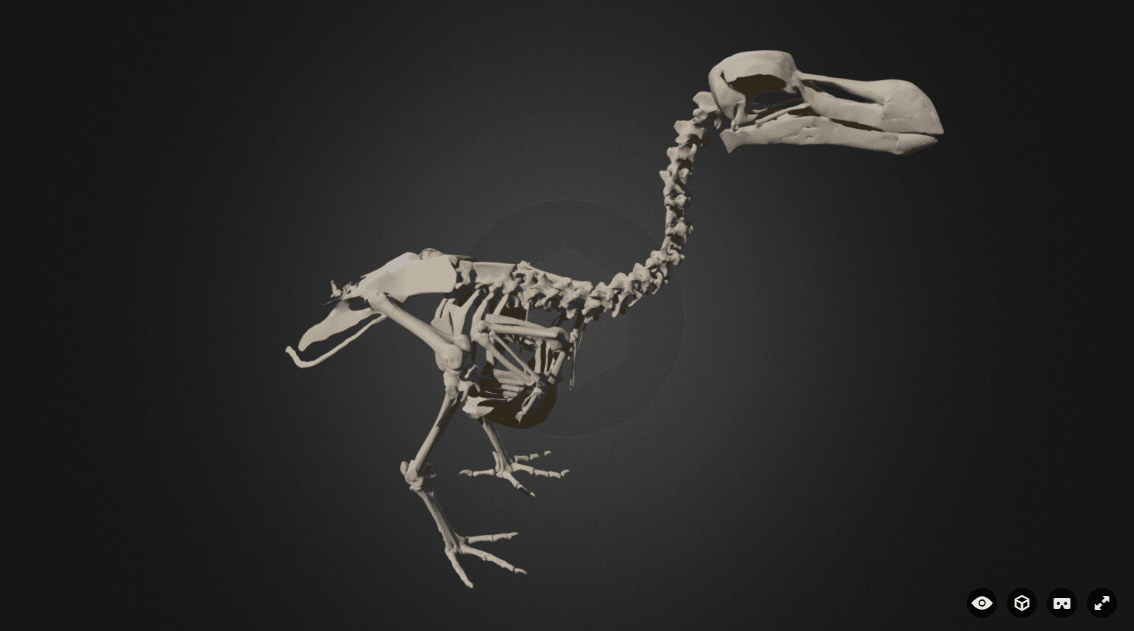 Atlas 3D del dodo