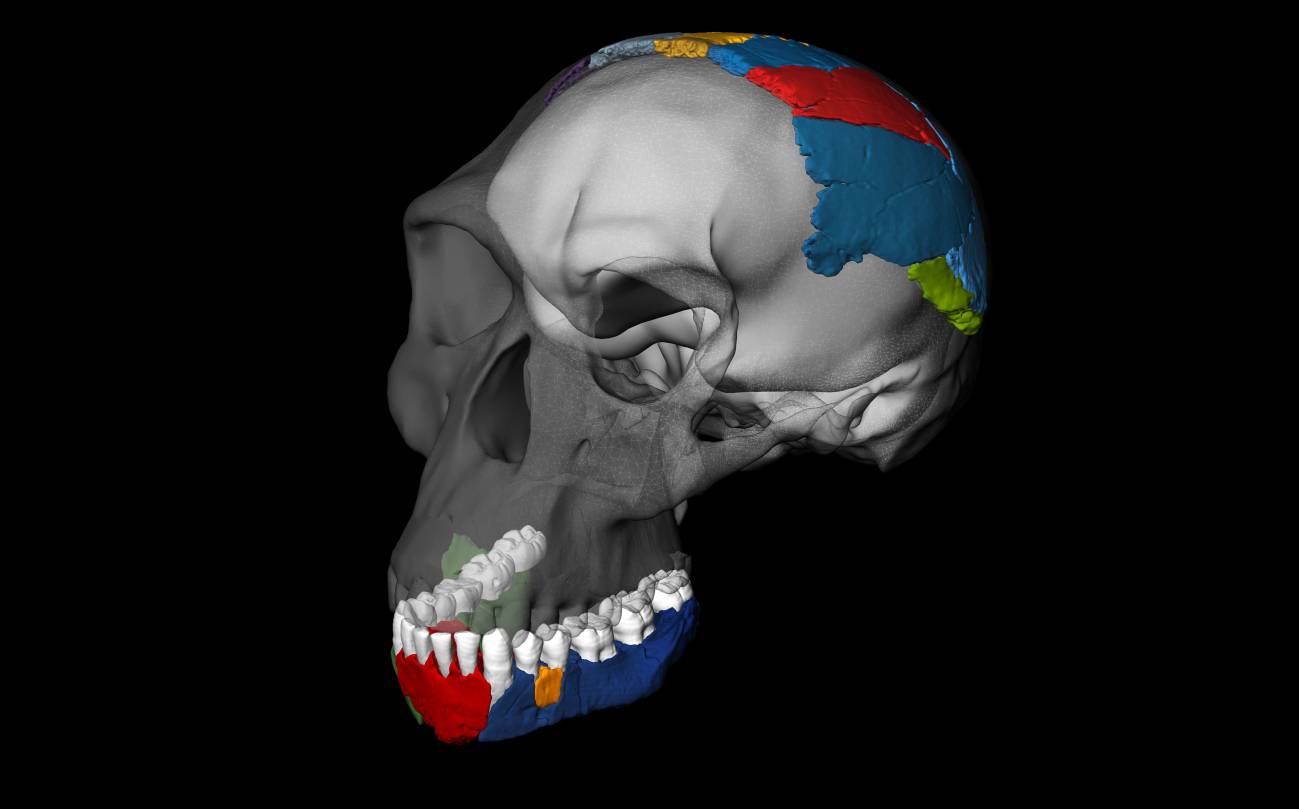 Reconstrucciónen 3D del cráneo de de un 'Homo habilis' a partir de los fósiles de la garganta de Olduvai. / Philipp Gunz, Simon Neubauer & Fred Spoor