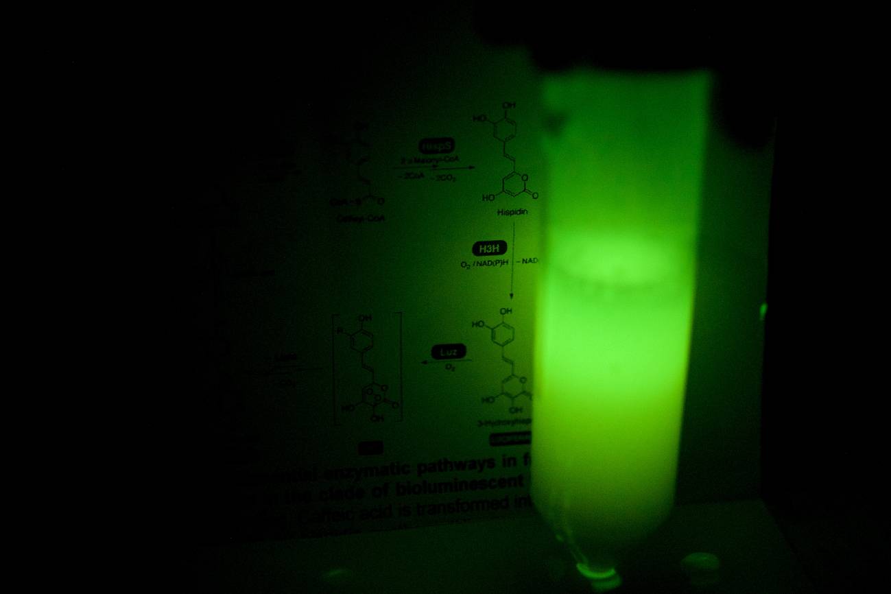 Células de levadura bioluminiscentes