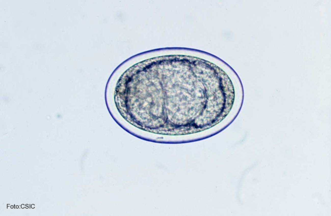 La enfermedad, causada por el parásito ‘Dicrocoelium dendriticum’, es una de las parasitosis con mayor incidencia en ovejas