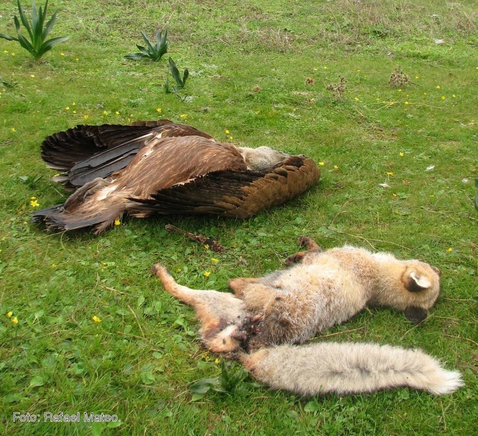 Dos animales muertos sobre el campo