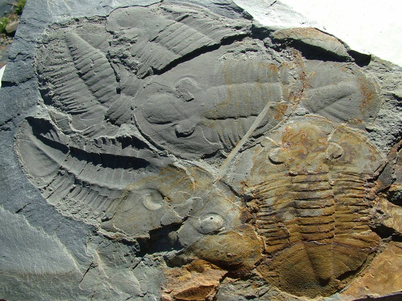  Algunos de los fósiles de trilobites encontrados en Portugal