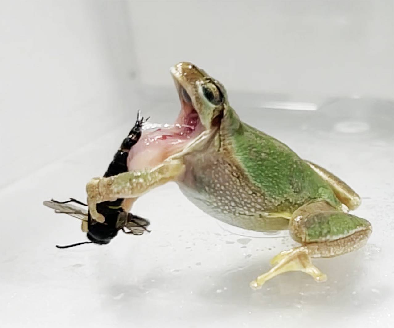 Una rana arborícola (Dryophytes japonica) escupe una avispa macho (Anterhynchium gibbifrons) después de haber sido picada. / Current Biology/Sugiura et al.