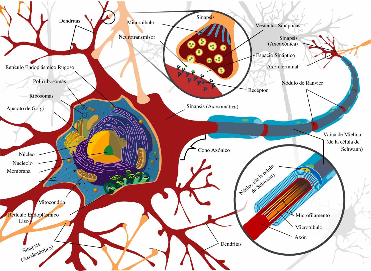 Esquema completo de una neurona