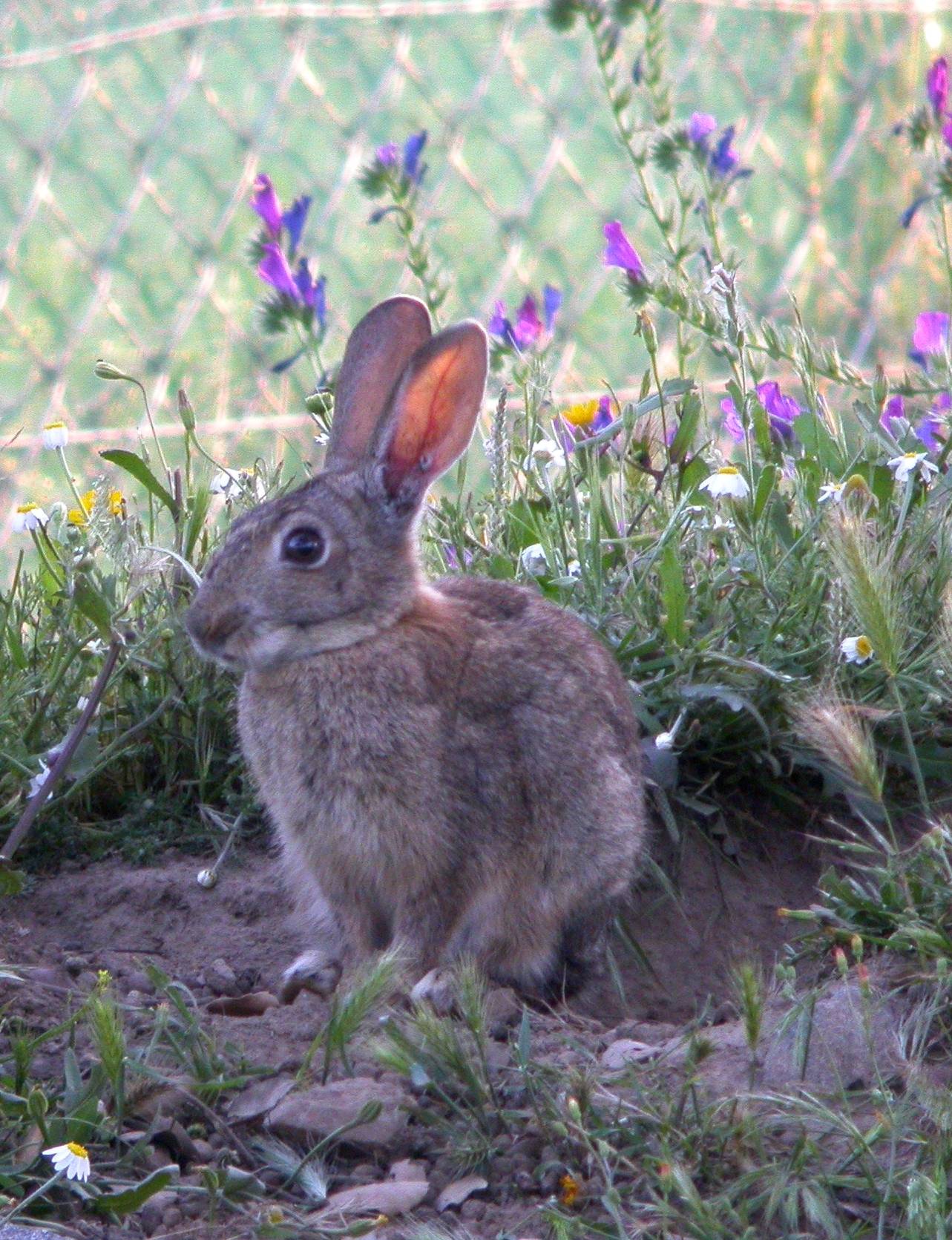 Conejo cerca de una malla en el Vedado