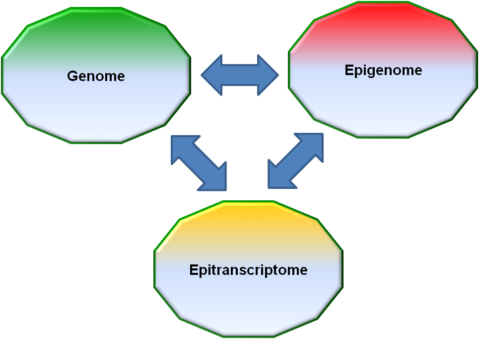 epitranscriptoma