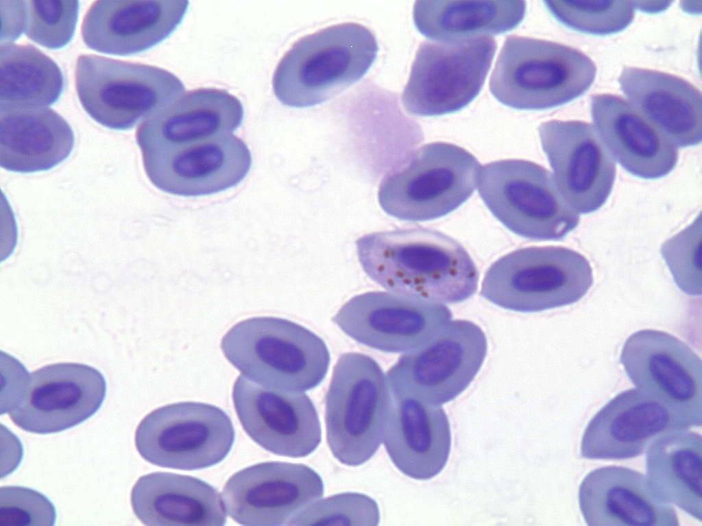 Parásito del género Haemoproteus infectando un glóbulo rojo del ave