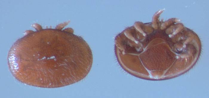 Varroa destructor en vistas dorsal y frontal.