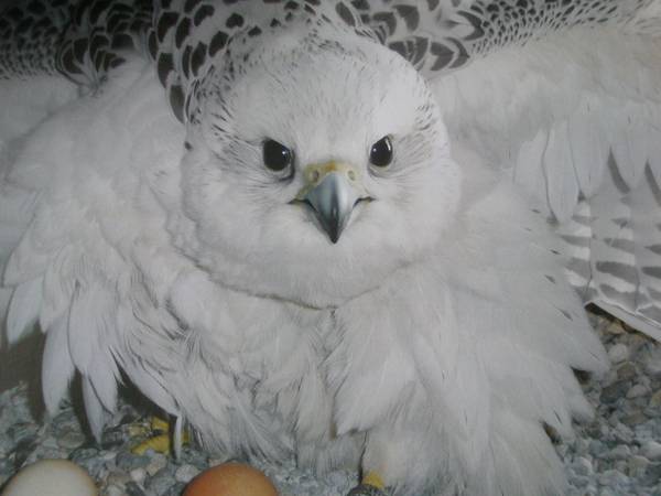 Ejemplar de halcón gerifalte en uno de los centros de Roc Falcon.