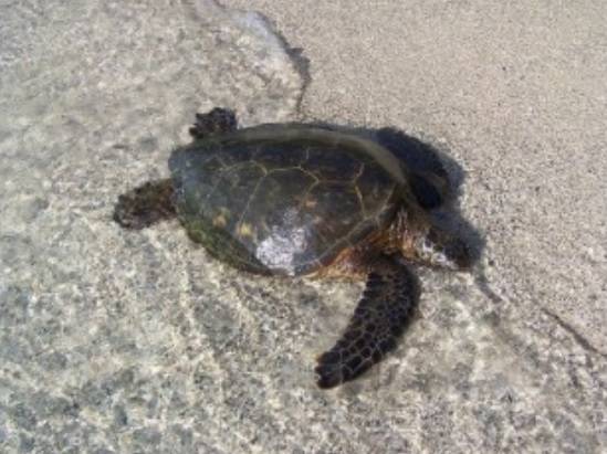 La sobreexplotación de la tortuga verde en las islas Caimán causó la práctica desaparición de las poblaciones nidificantes. Foto: CTC