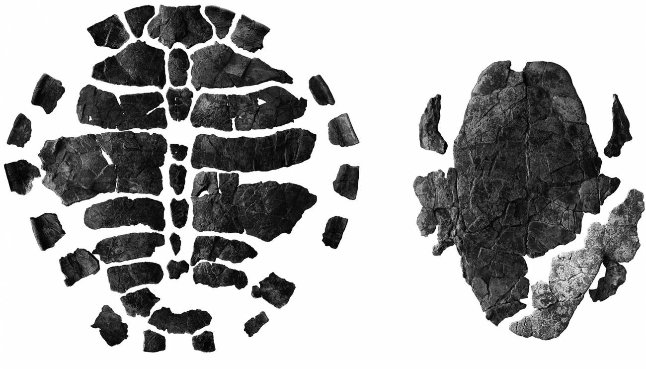 Fotografías del caparazón dorsal y ventral de la nueva tortuga (extraídas del artículo).