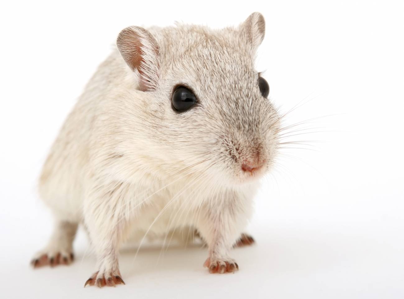 Se han utilizado unas 1.500 ratas genéticamente heterogéneas. / Lockstockb