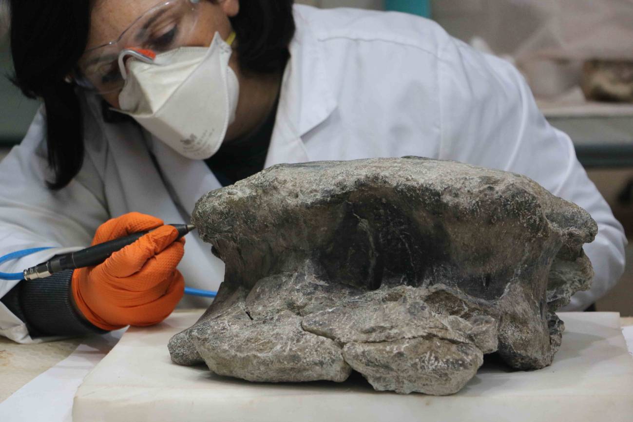 Preparación de algunas de las vértebras del dinosaurio de El Carrillejo en el laboratorio. / Fundación Dinópolis