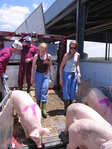 Descarga de cerdos en Antequera, evaluando la temperatura de los cerdos después de un transporte de larga distancia.