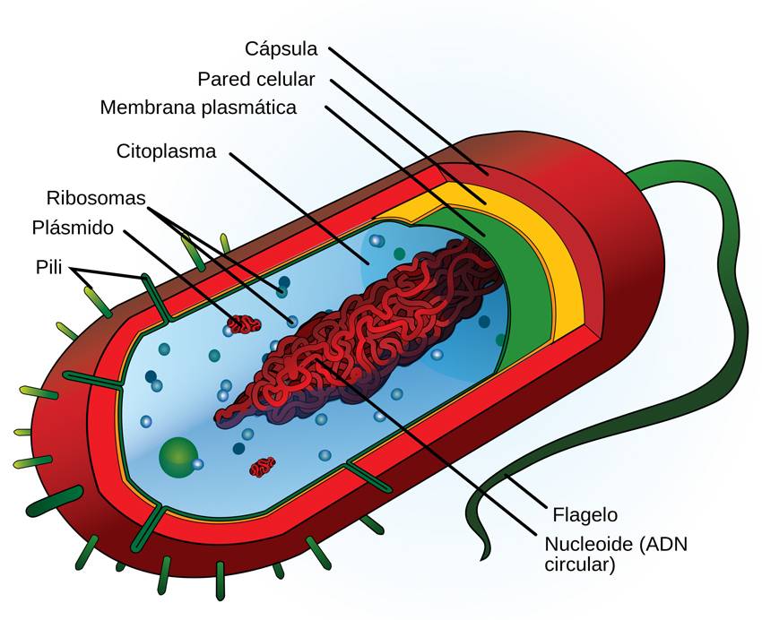 Estructura celular de una bacteria, típica célula procariota. 