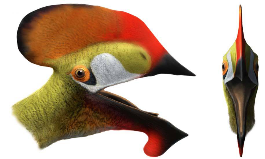 Hallan nueva especie prehistórica de reptil volador en Cuenca