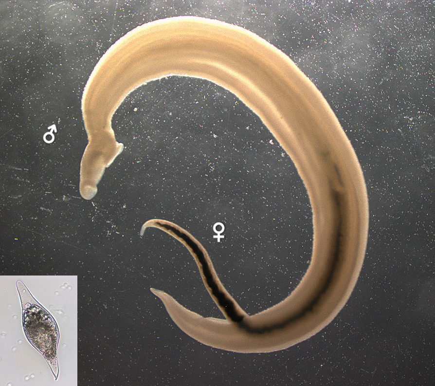 Pareja de 'Schistosoma bovis' adultos