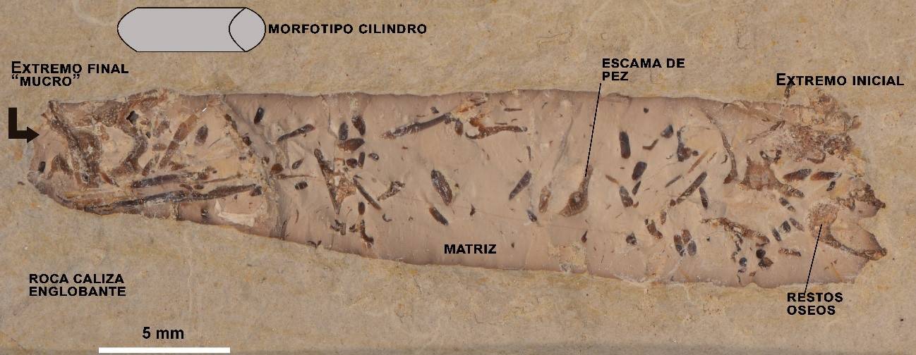Fotografía de una hez fósil cilíndrica de Las Hoyas que podría ser atribuido a un animal anfibio o terrestre carnívoro