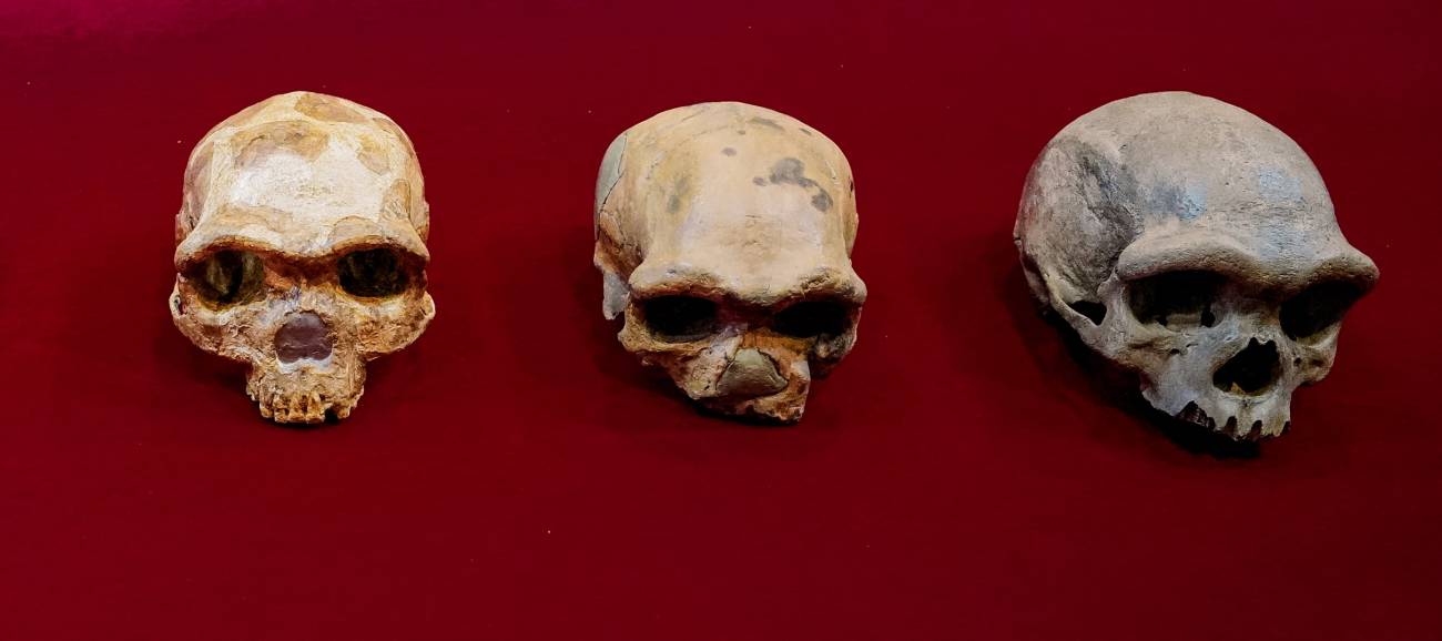 Cráneos comparados durante el estudio: cráneo de Jinniushan, de Dali y de Harbin
