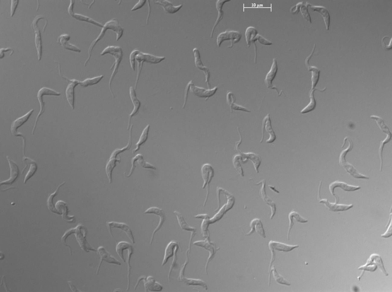 Células de ‘Trypanosoma brucei’ en cultivo observadas al microscopio