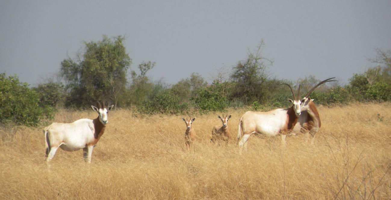 Oryx de cuernos de cimitarra en la reserva Fauna de Ferlo Norte (Senegal) /Teresa Abáigar.CSIC.