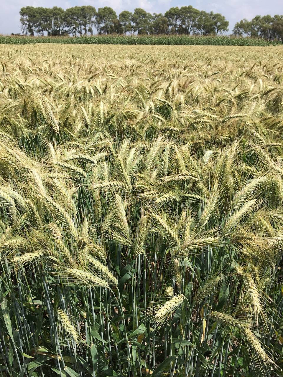 Las variedades locales de trigo suponen un reservorio de variabilidad genética natural.