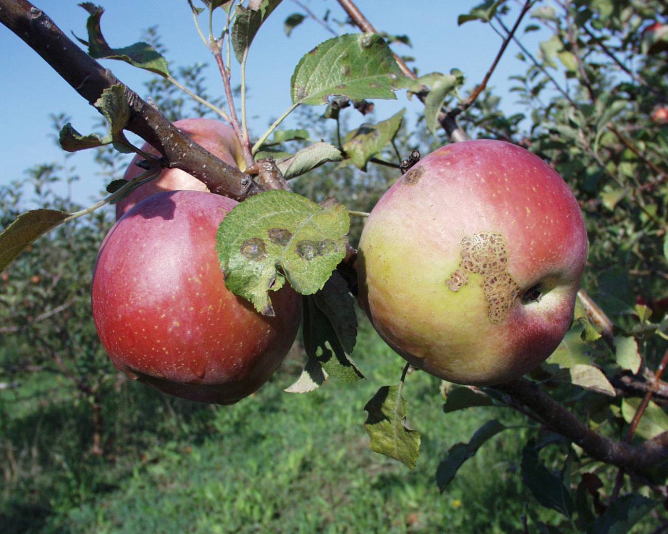 Manzanas afectadas por moteado