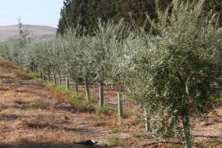 Los olivos de tronco fino y copa ‘a lo alto’ permiten la plantación en seto / Fundación Descubre
