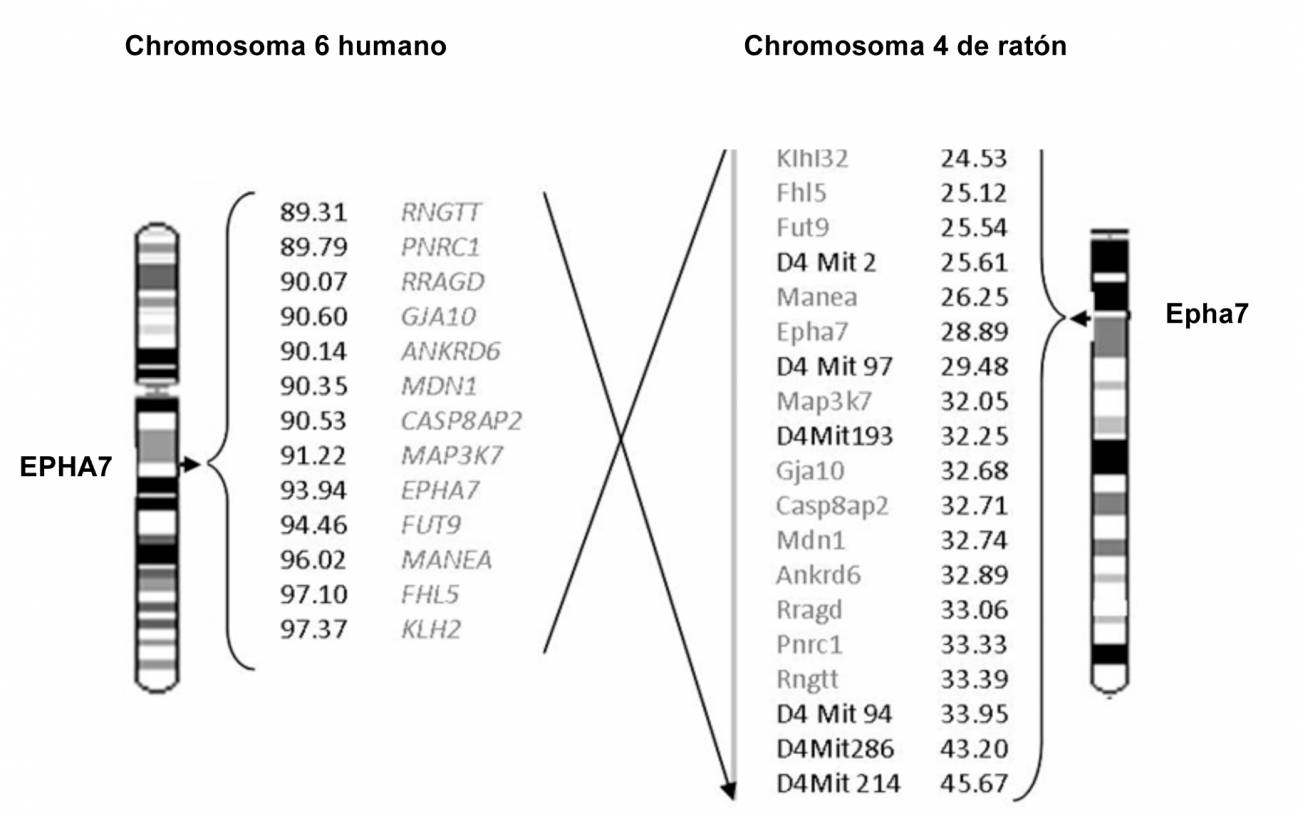 Regiones ortólogas del genoma humano y de ratón
