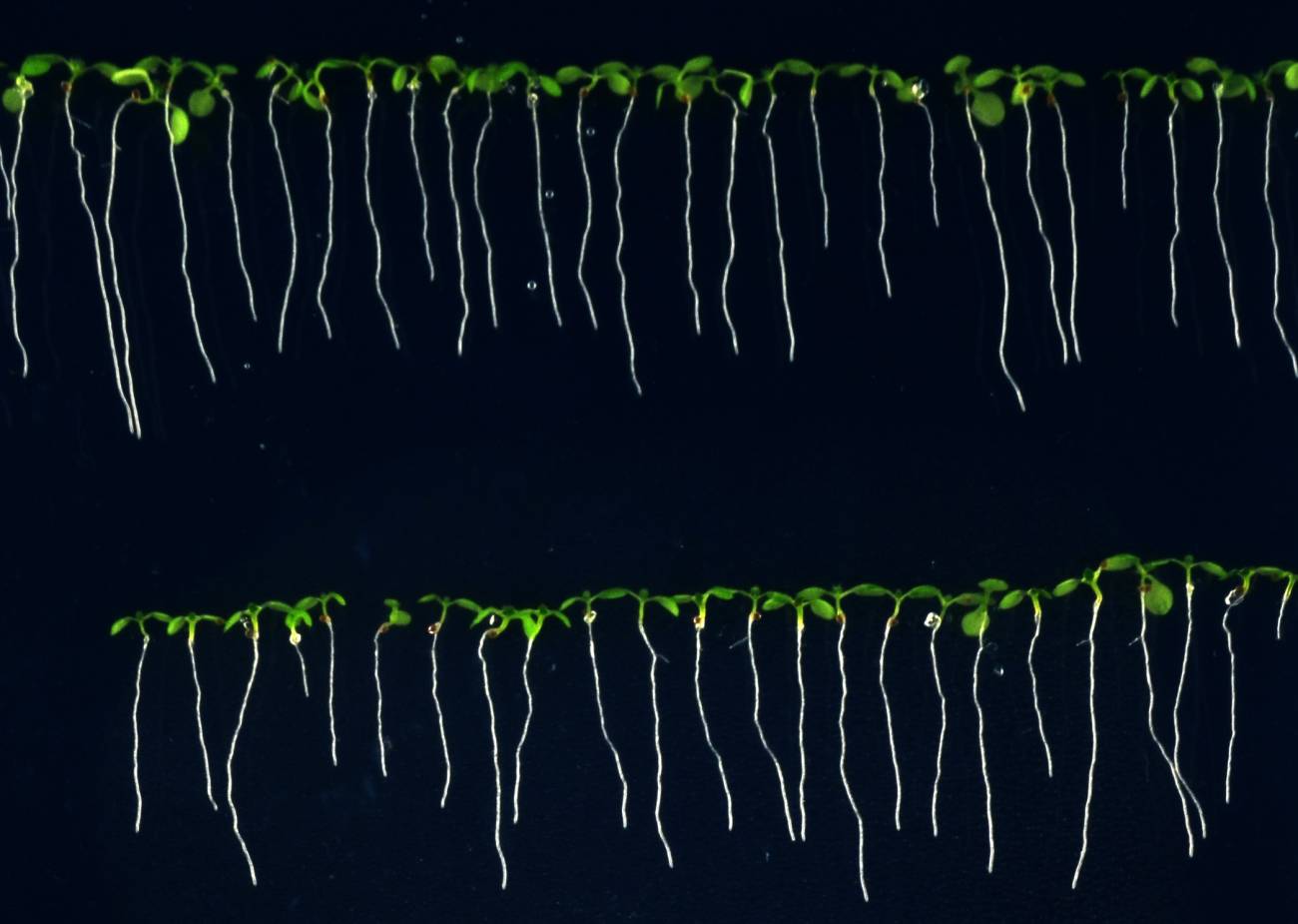 Plántulas de arabidopsis in vitro para medir la raíz