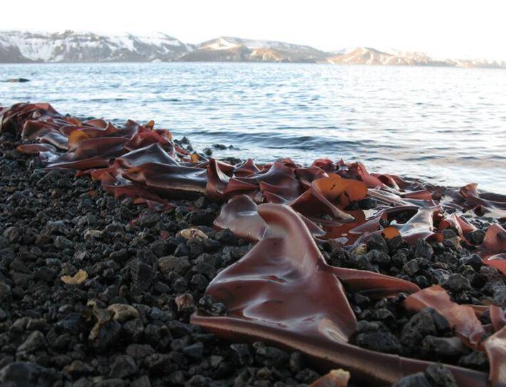Actiquim-II quiere estudiar el papel de los productos naturales de origen marino en los ecosistemas marinos de la Antártida para valorar su potencial farmacológico