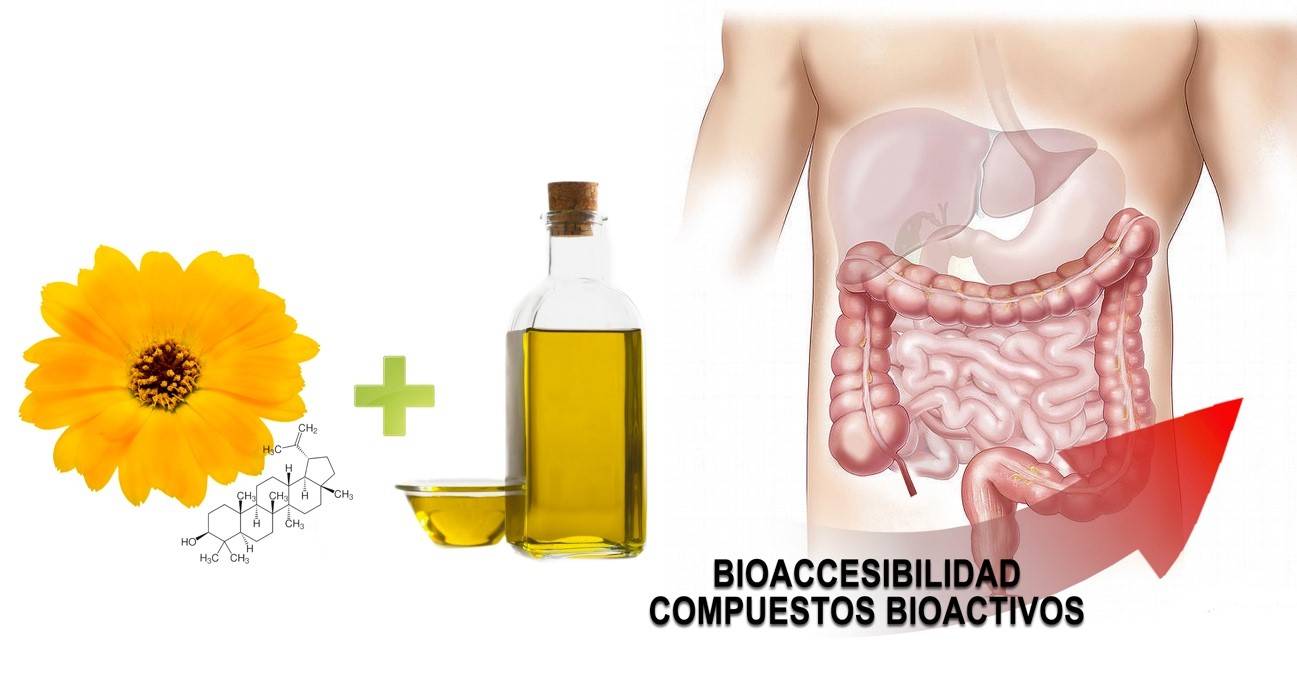 Bioaccesibilidad de compuestos bioactivos.