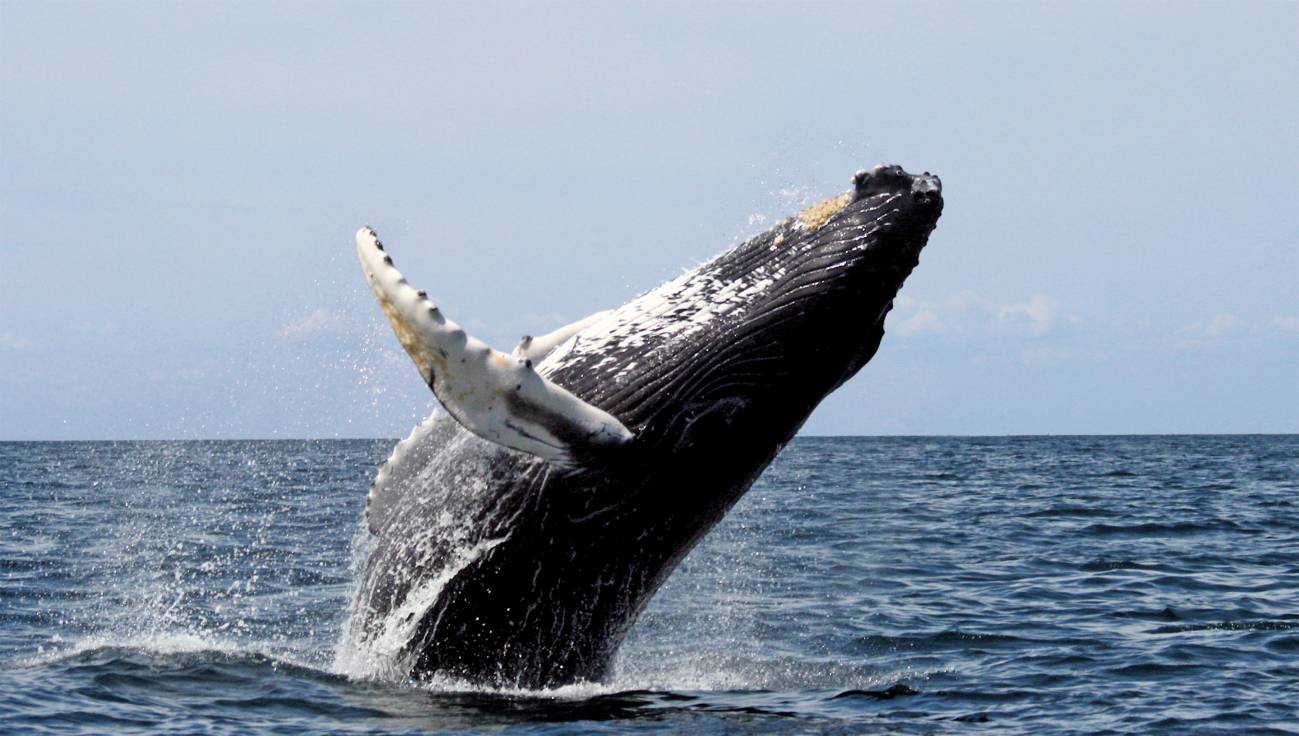 ecuador Al por menor proteger La ballena jorobada es el animal acústicamente más complejo