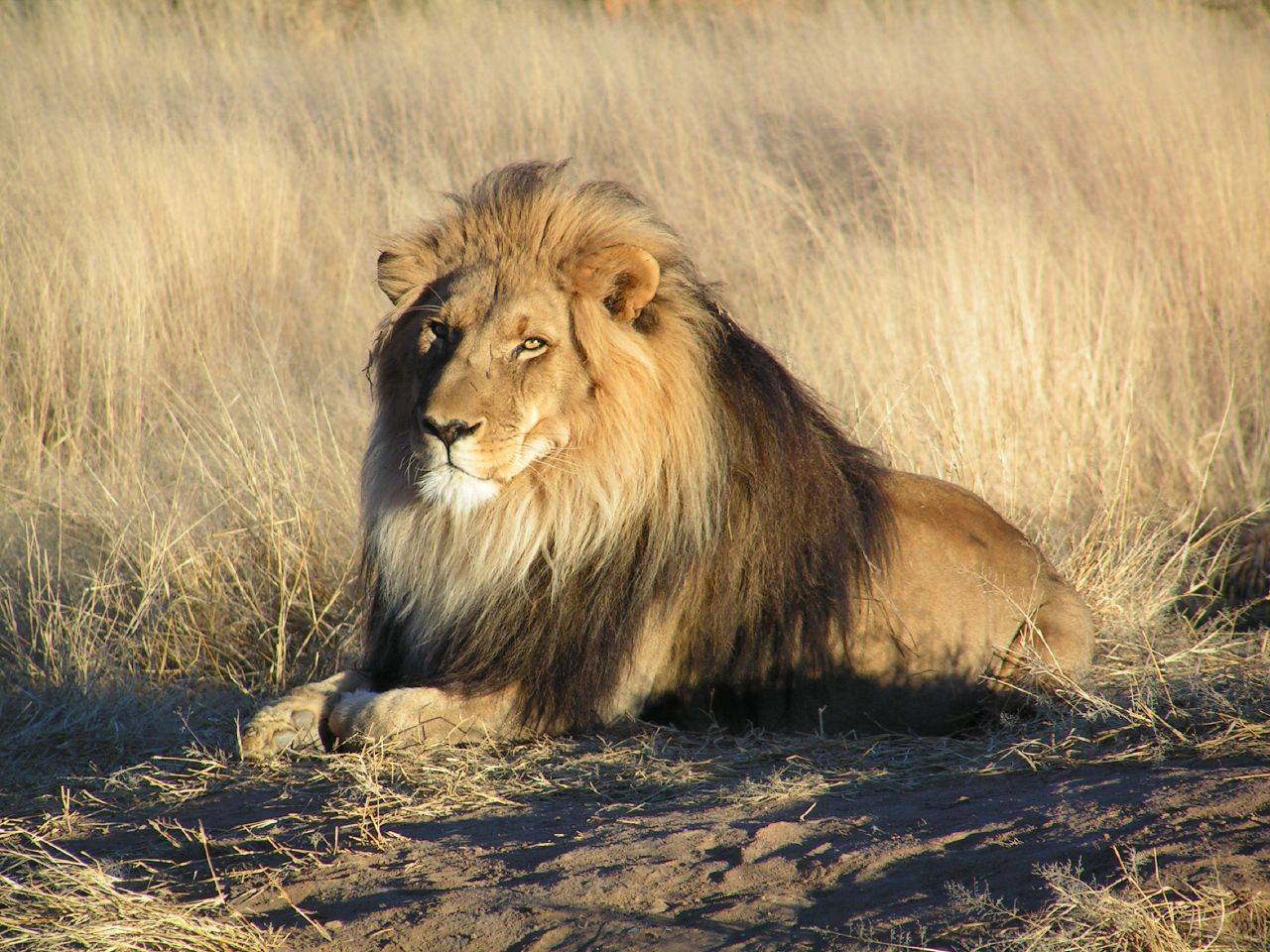 La caza del león para trofeos pone en jaque a la especie