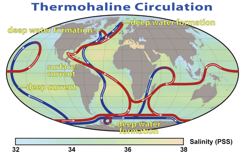 Esquema de las corrientes de circulación termohalina/ Gran transportador Oceánico. Los surcos azules representan corrientes profundas, mientras que los surcos rojos representan corrientes superficiales.