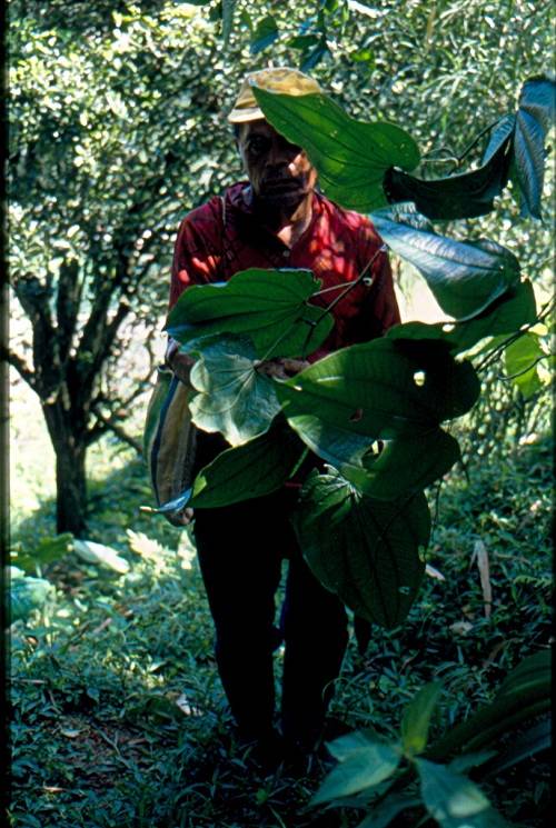 Chiapas 1999
