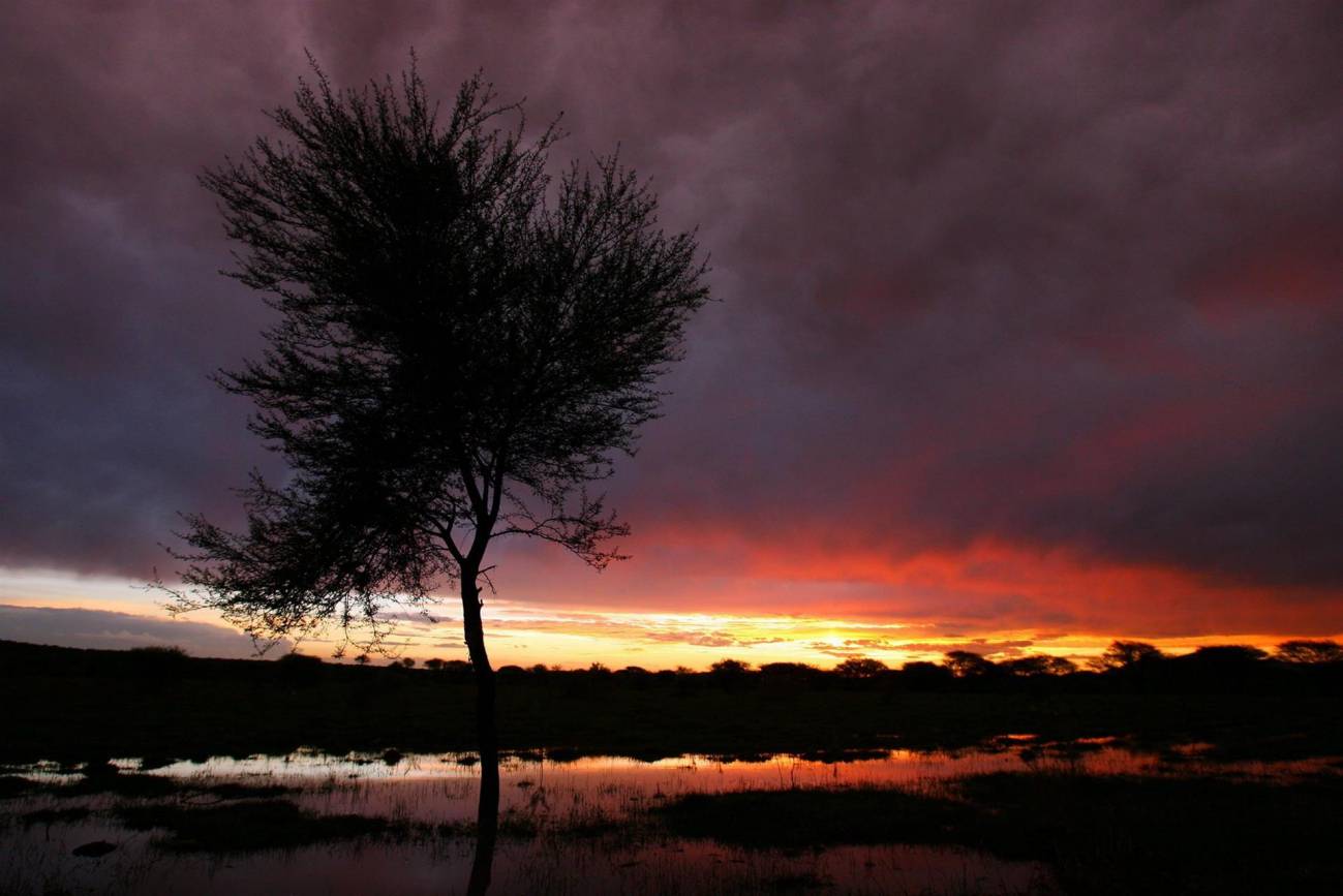 Un árbol sobre un campo de maiz inundado cerca del pueblo de Ramotswa al suroeste de Botswana, en una fotografía de archivo. / EFE /Jon Hrusa
