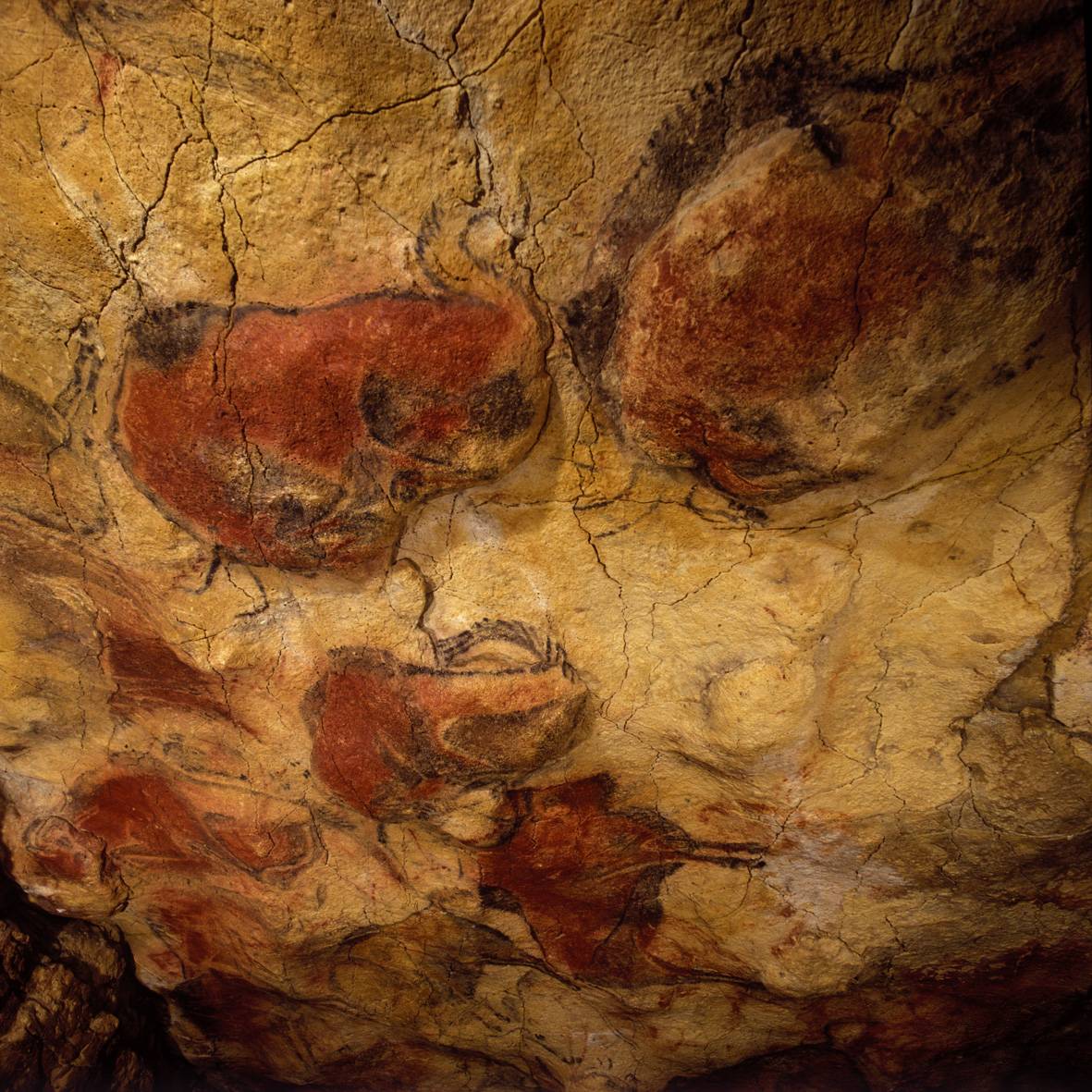Techo de los Polícromos de la cueva de Altamira bajo los que previamente se realizaron signos y animales rojos - copyright Museo de Altamira / Pedro Saura