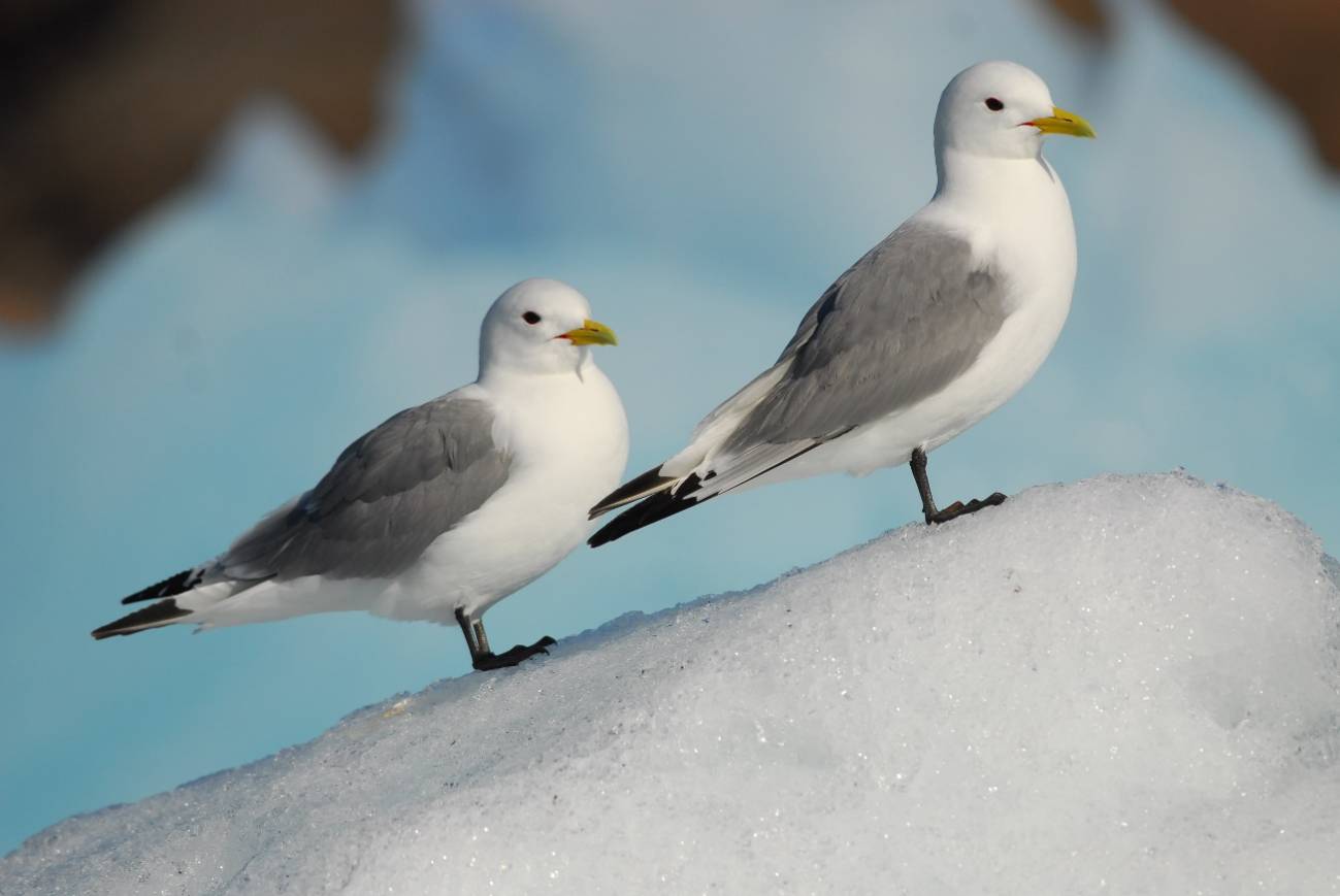 Dos aves marinas que habitan en el Ártico