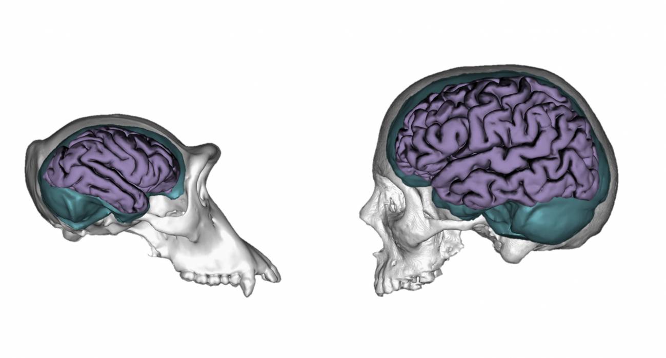 Reconstrucción tridimensional de un cráneo de chimpancé y de un humano, mostrando sus moldes endocraneales (en turquesa) y cerebros (en morado).
