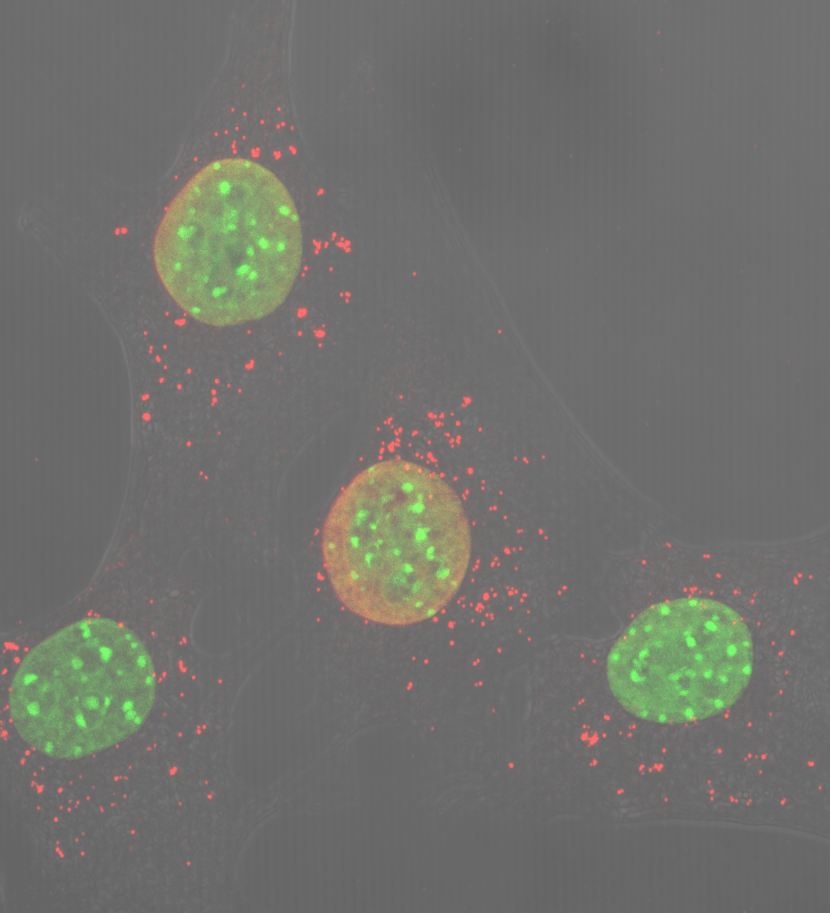 El estrés del ADN mitocondrial (en rojo) inicia la respuesta inflamatoria en ausencia de Opa1 en células musculares de ratón (en verde, los núcleos)