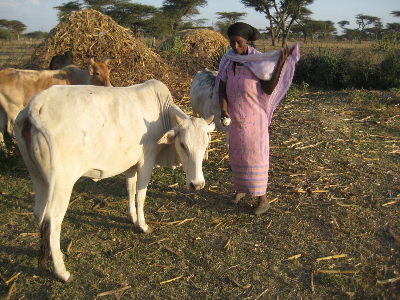 El virus de la Fiebre del valle del Rift puede ocasionar daños importantes en el ganado y también en humanos. Imagen: Azulnocturnal  