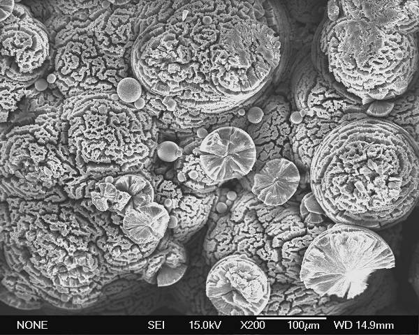 Cristales de carbonatos magnésicos formados experimentalmente en cultivos microbianos con Firmicutes. / ICTS Centro Nacional de Microscopia electrónica-UCM.
