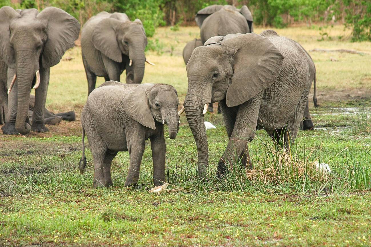 Anunciante pasaporte exprimir La genética de los elefantes explicaría por qué estos animales apenas  tienen cáncer