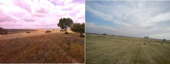 Dos fotografías, a la izquierda un campo con la hierba más alta, a la derecha un campo segado.