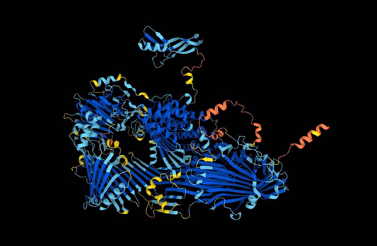 La estructura de la proteína vitelogenina predicha por la herramienta AlphaFold