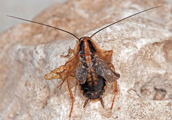La eliminación de miR-2 impide la metamorfosis y el insecto en lugar de producir un adulto muda a individuos monstruosos intermedios entre una ninfa y un adulto (Foto: Albert Masó)