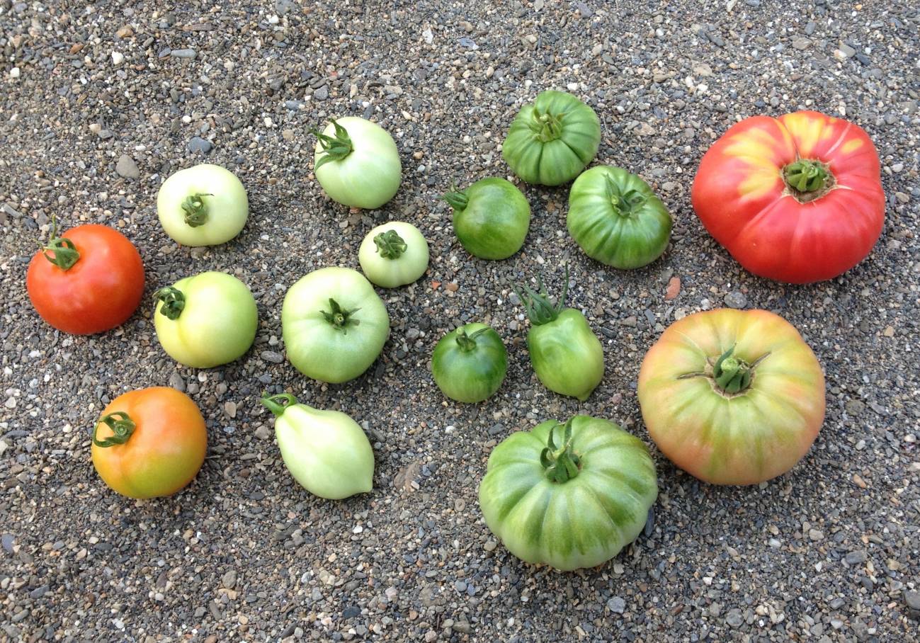 Diferentes tipos de tomates